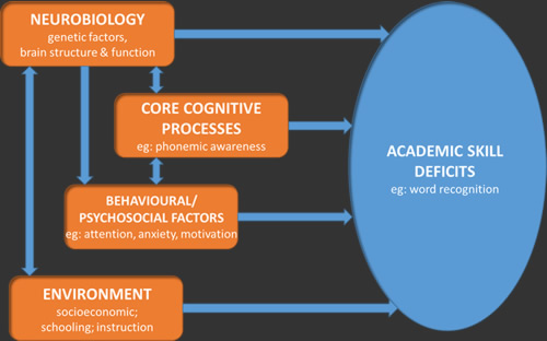 competing and contributory factors of the dyslexic profile